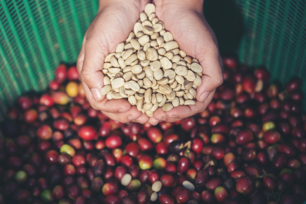 Shade-Grown Coffee: Environmental and Flavor Benefits